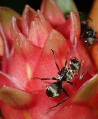 Ant
